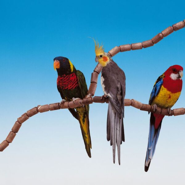 Flex Parrot Flexible Perch Stand